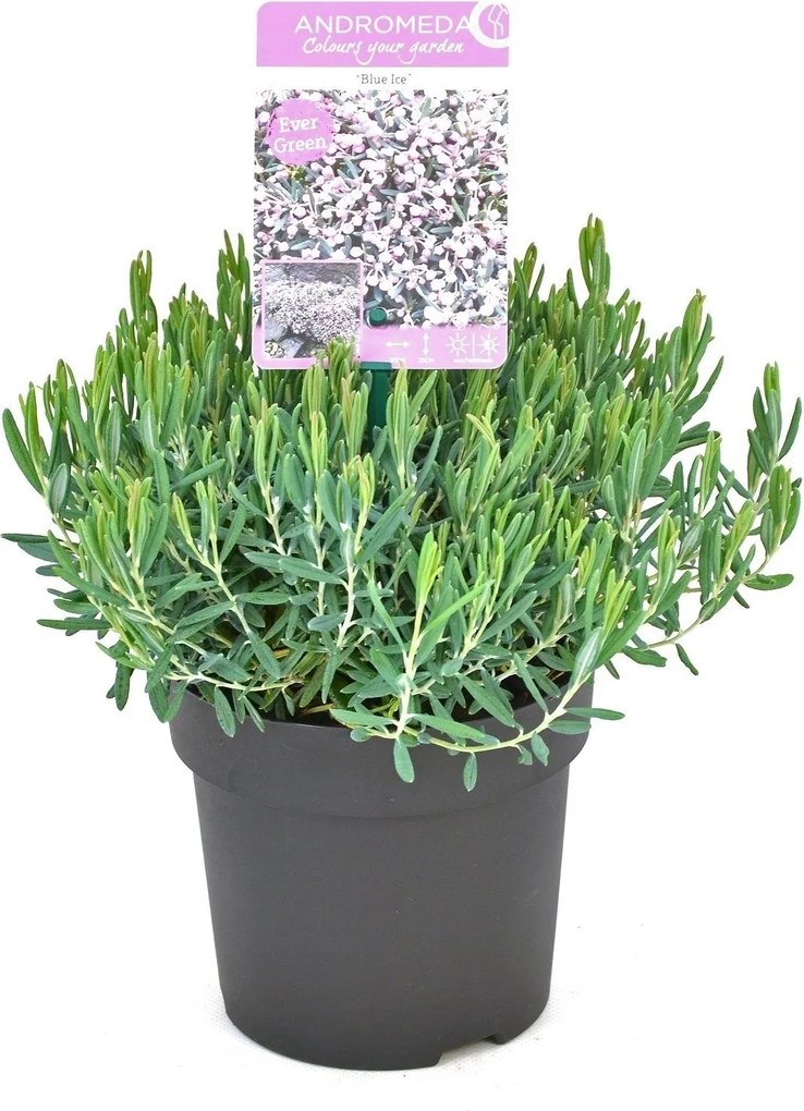 Andromeda polifolia 'Blue Ice' - pot - 15-20 cm -