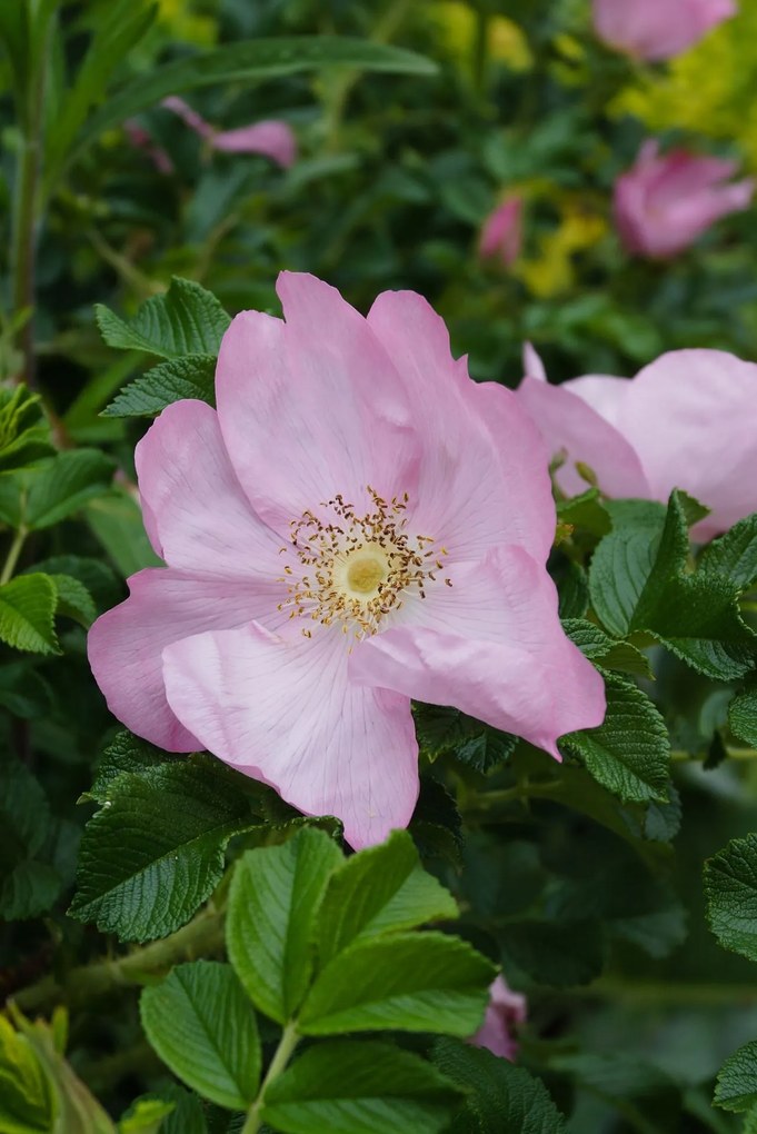 Rosa 'Fru Dagmar Hastrup' (Dagmar Hastrup) - pot