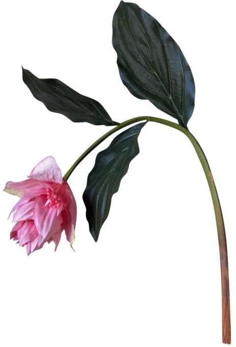 Medinella Bloem Roze 80 cm