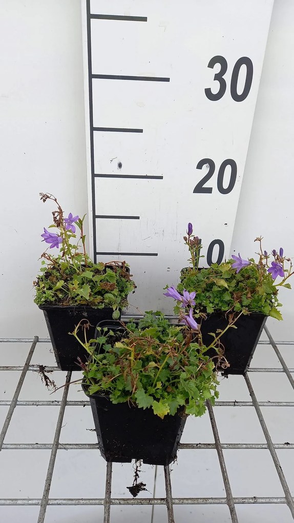Campanula portenschlagiana 'Resholt Variety' - pot 9x9 cm -