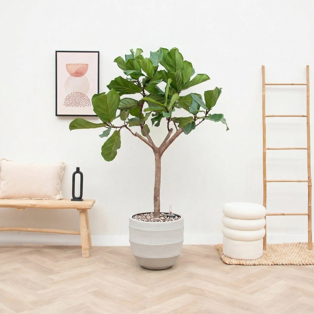 Combi deal - Ficus Lyrata Boom inclusief pot Bordo New Egg - 180cm
