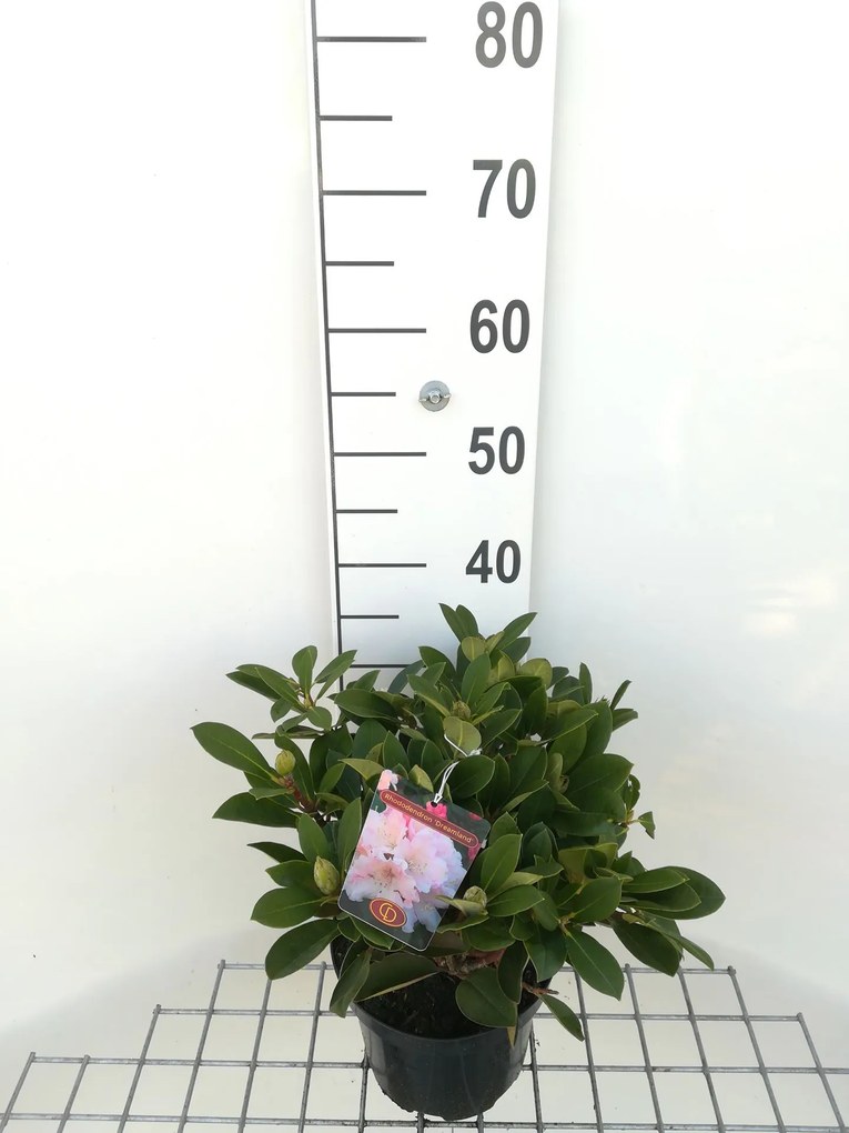 Rhododendron 'Dreamland' - pot - 25-30 cm