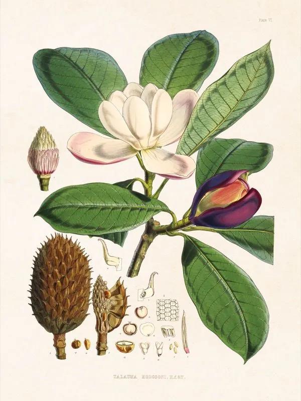 Poster, papier, magnolia, 18 x 24 cm