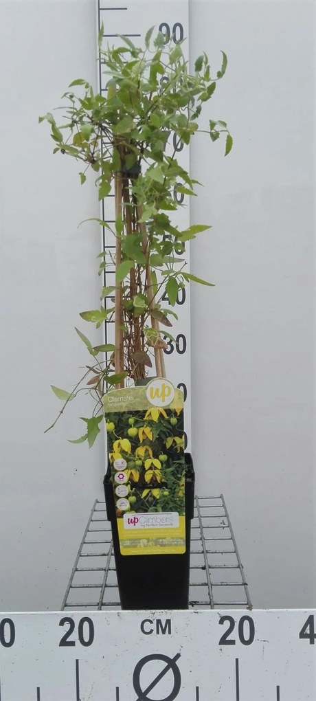 Clematis tangutica subsp. obtusiuscula - pot - 50-60 cm