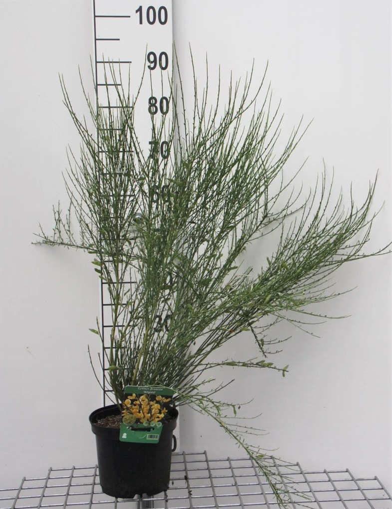 Cytisus x praecox 'Allgold' - pot - 40-60 cm -