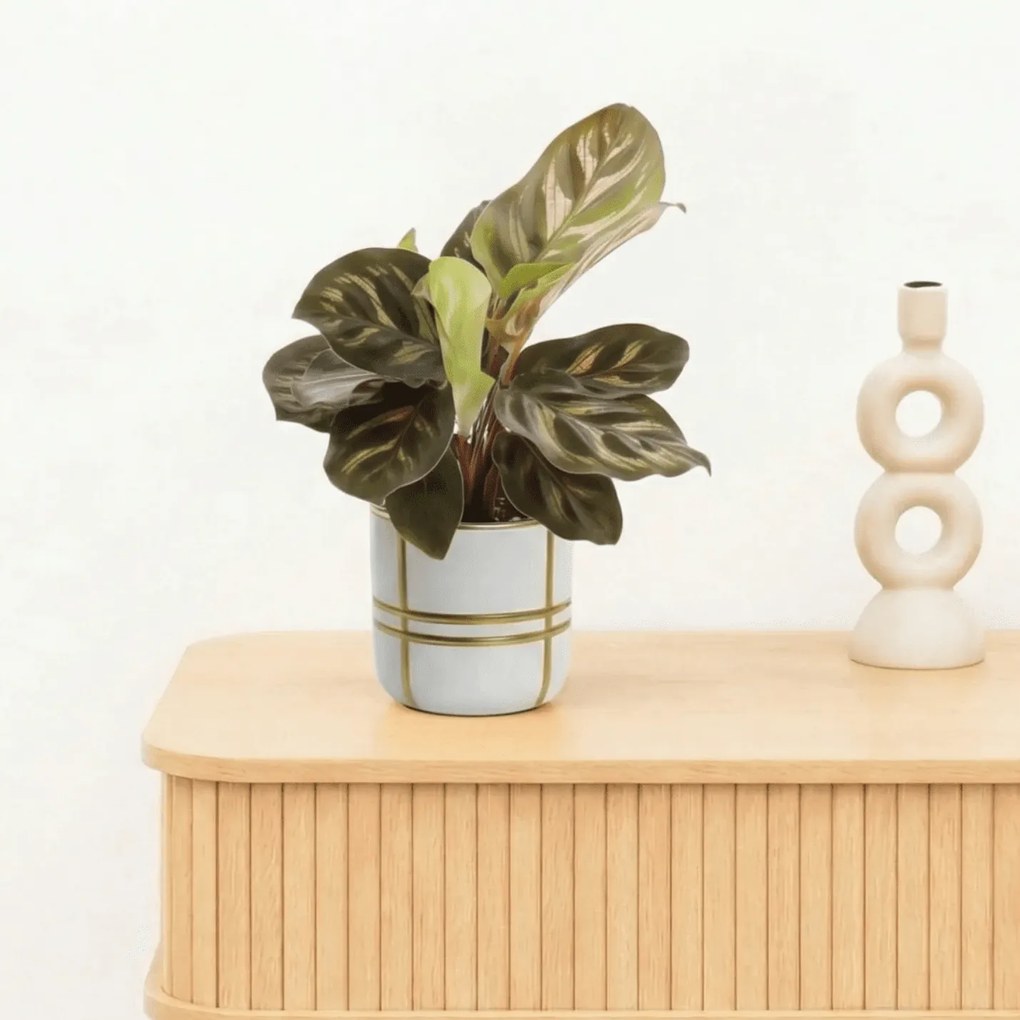 Bambino Calathea Makoyana - 15cm