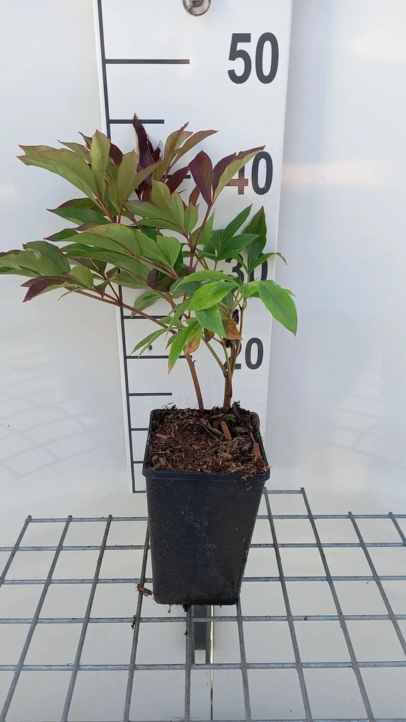 Paeonia 'Karl Rosenfield' - pot 1L -