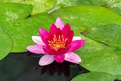Nymphaea 'Pygmaea Rubra' - pot 3L