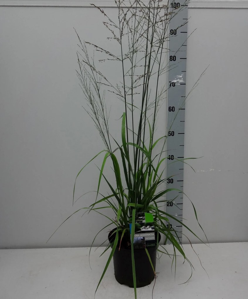 Molinia arundinacea 'Karl Foerster' - pot 3L