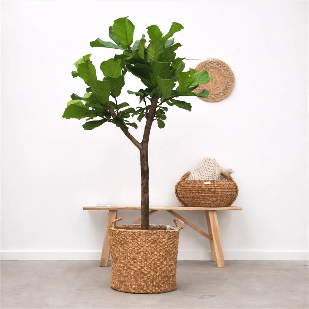 Ficus Lyrata boom XL - 170cm