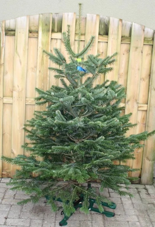 Kerstboom Warentuin Nordman B - kwaliteit Abies Nordmanniana 150 - 175 cm Warentuin Natuurlijk