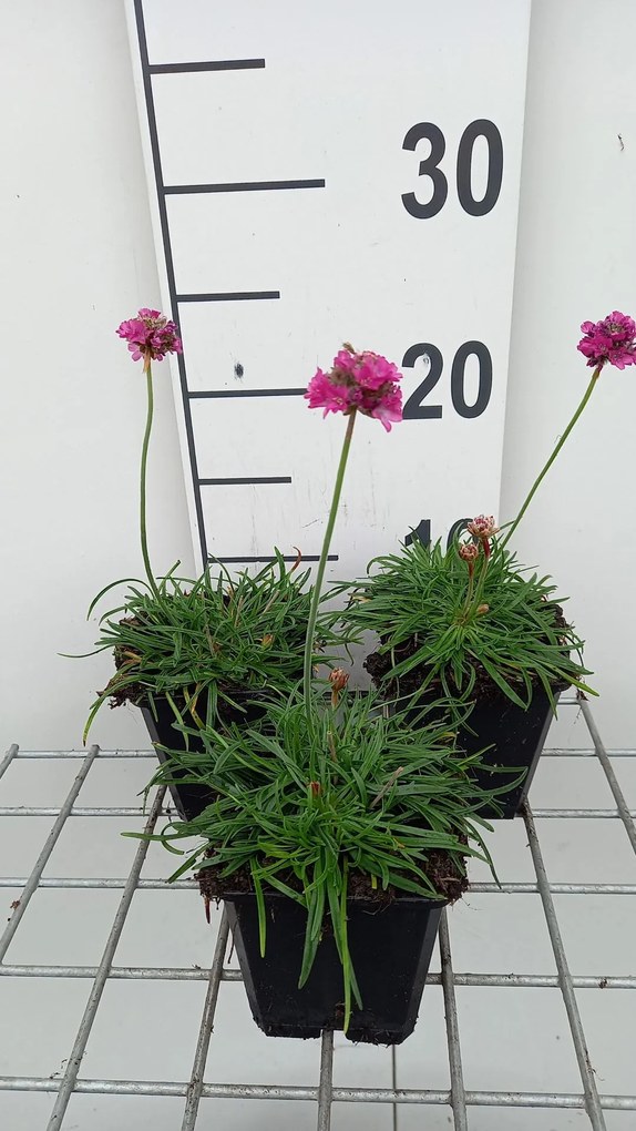 Armeria maritima 'Dusseldorfer Stolz' - pot 9x9 cm