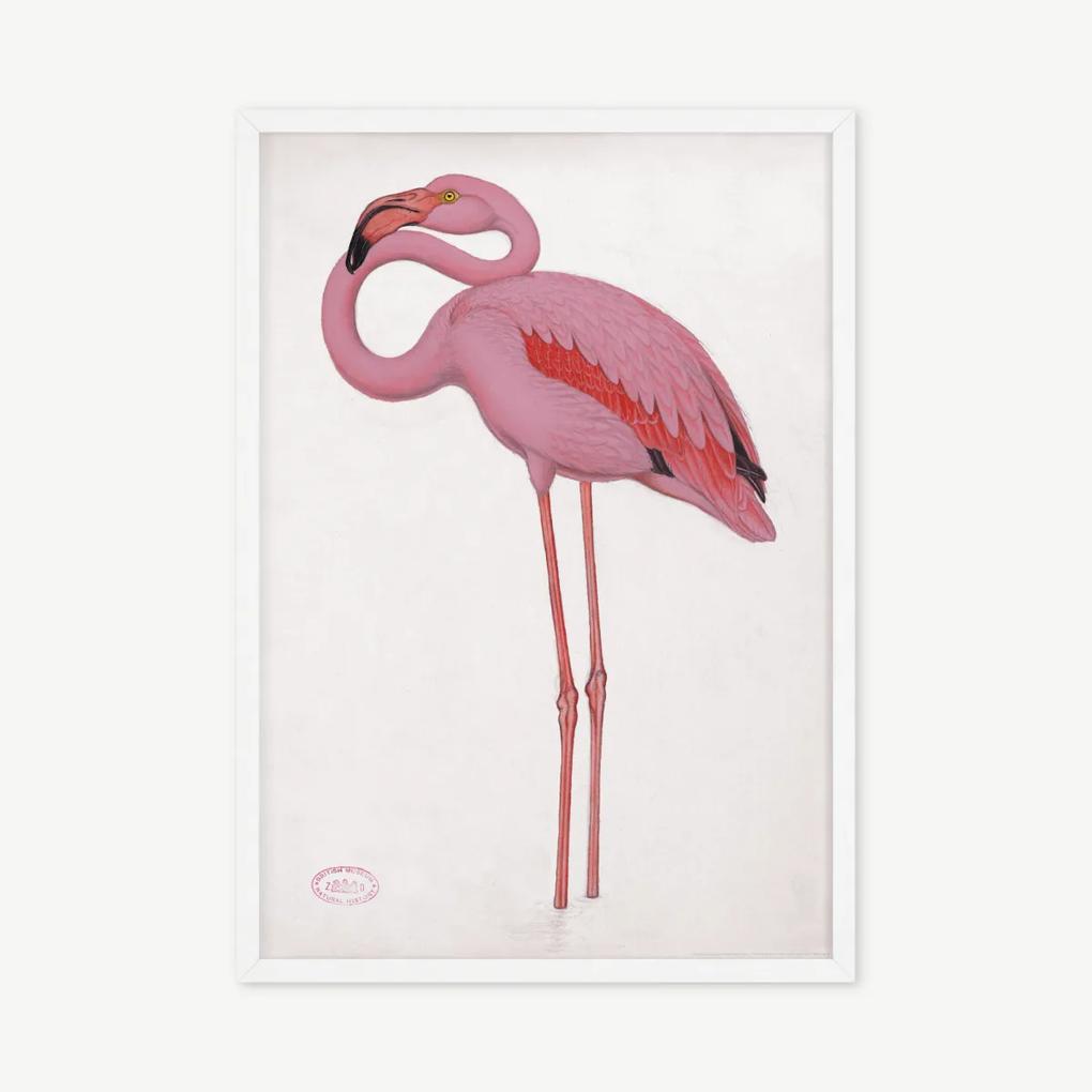 Vintage Flamingo, illustratie door het Natural History Museum, ingelijste print, A2, meerkleurig