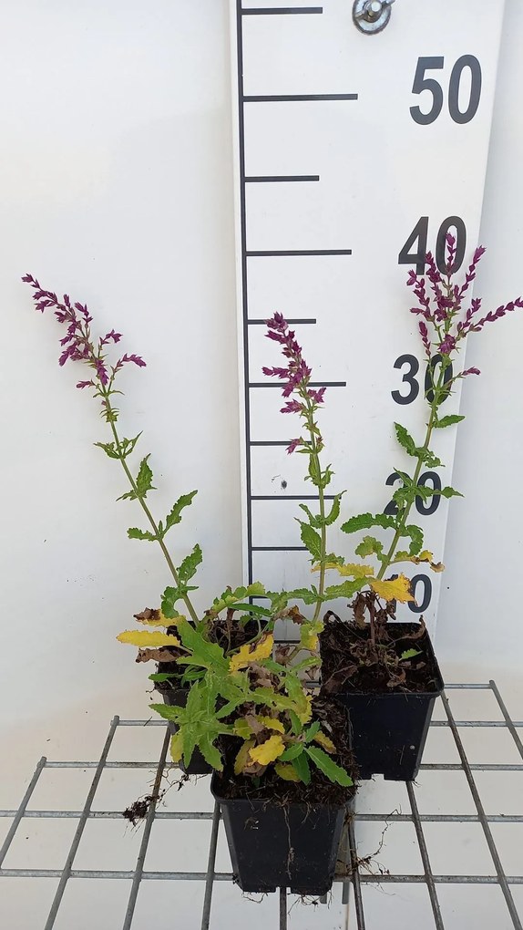 Salvia nemorosa 'Schwellenburg' - pot 9x9 cm