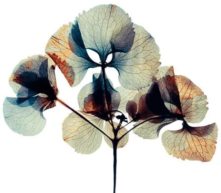 Foto Pressed and dried dry  flower, andersboman