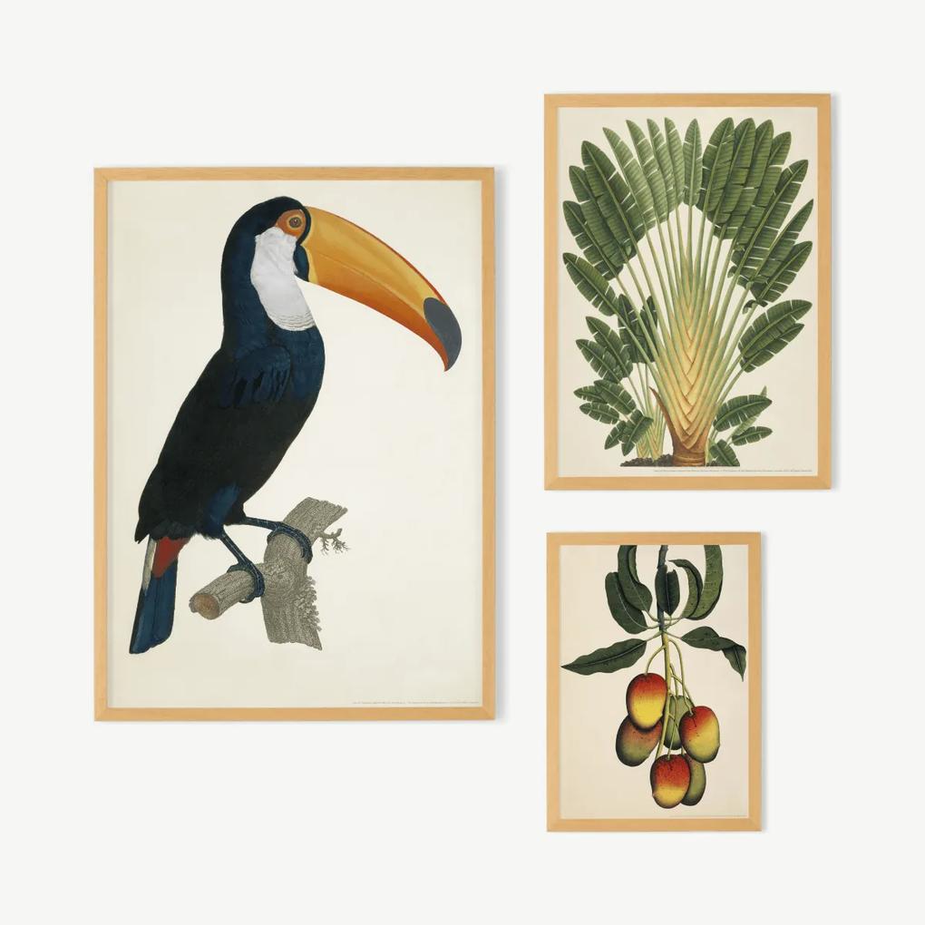 Natural History Museum, 'Toco Toucan', galeriemuur, set van 3 ingelijste prints