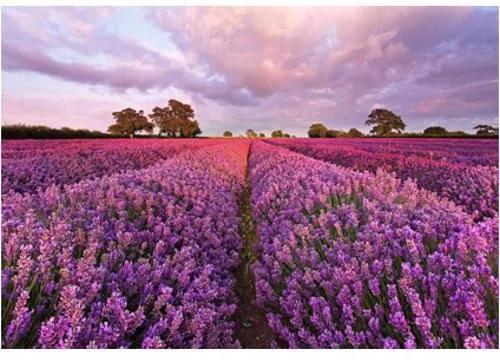Fotobehang Lavendel