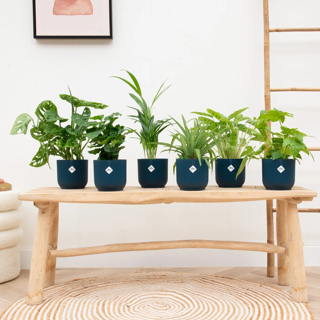 Verrassingsbox - 6 planten inclusief elho Vibes Fold RoundØ14