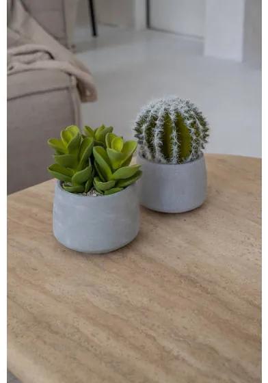Cactus in cement Pot Small Green | Cavetown