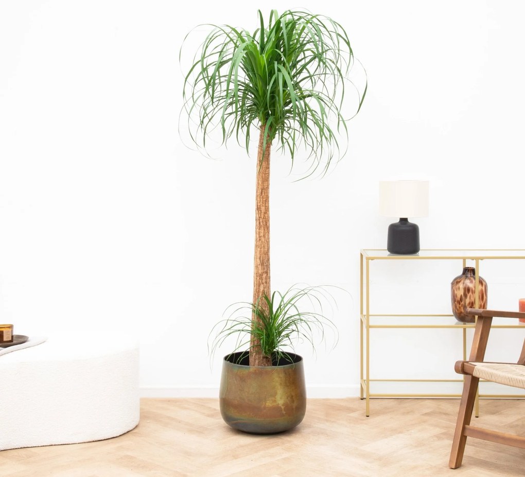 Beaucarnea XXL - 180cm