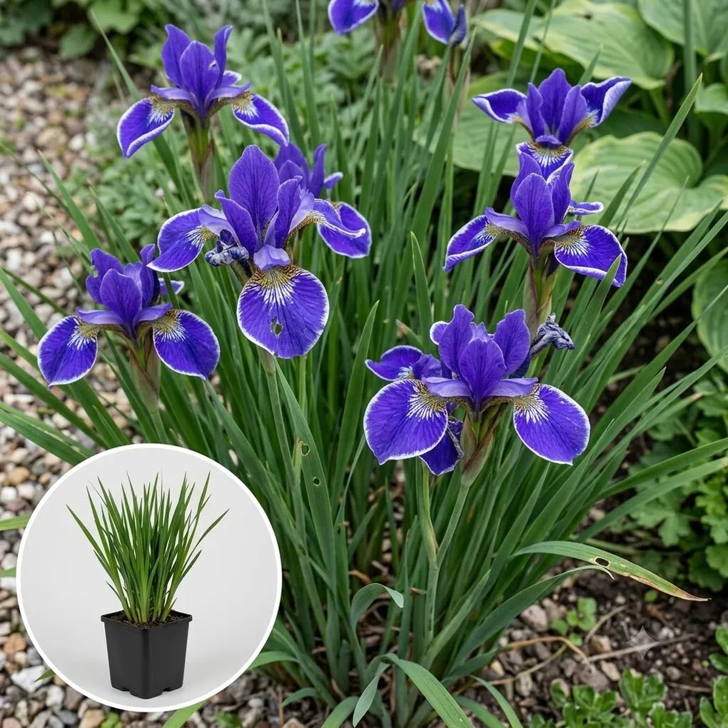 Iris sibirica 'Silver Edge' - pot 9x9 cm