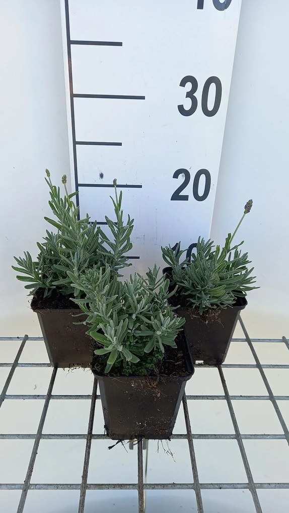 Lavandula angustifolia 'Essence Purple' - pot 9x9 cm -