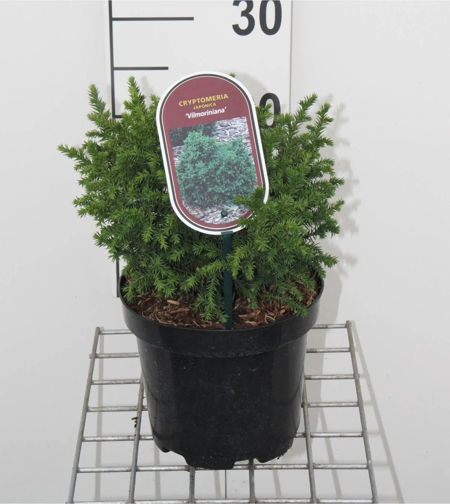 Cryptomeria japonica 'Vilmoriniana' - pot - 20-25 cm