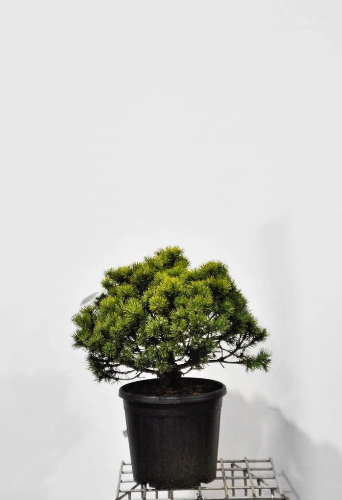 Pinus mugo subsp. mugo - pot 15L - 40-50 cm