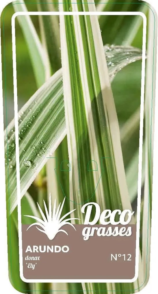 Arundo donax 'Ely' - pot 3L