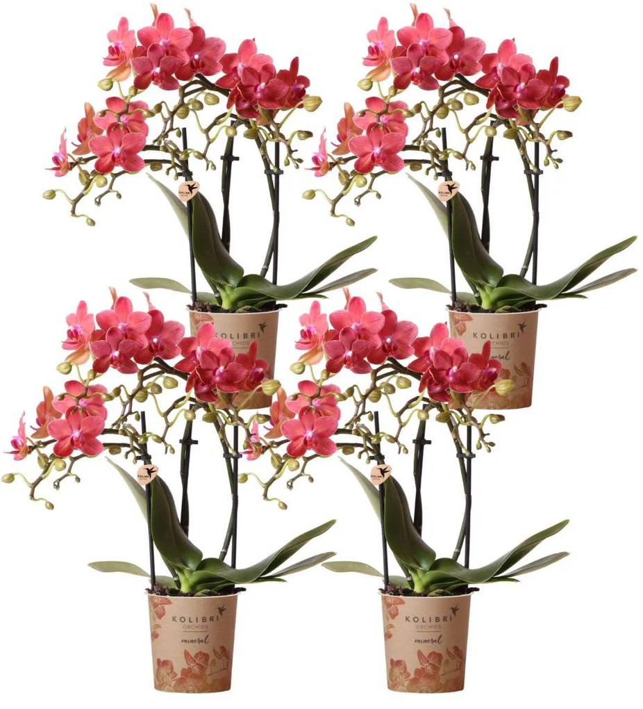 Combi deal - 4 Orchideeën