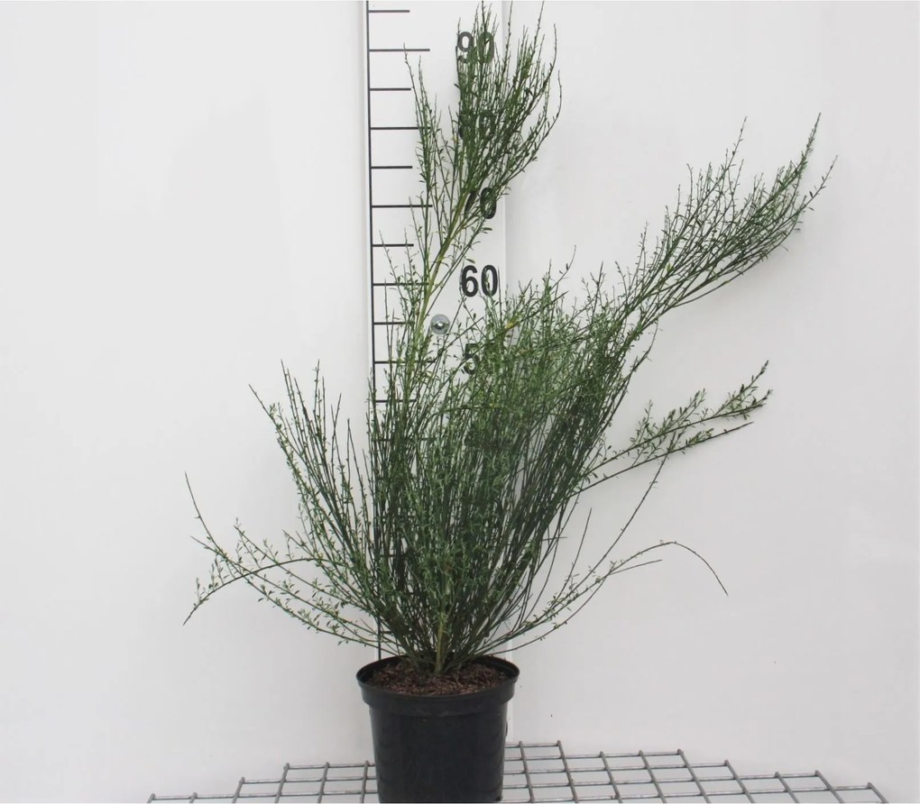 Cytisus 'Zeelandia' - pot - 40-60 cm