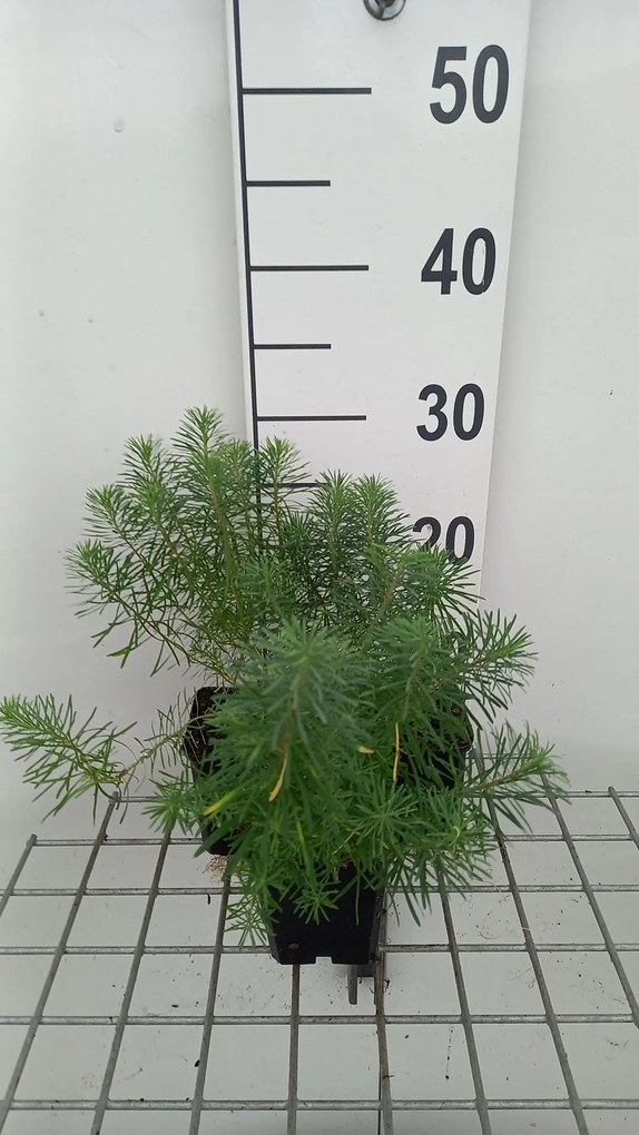 Euphorbia cyparissias 'Fens Ruby' - pot 9x9 cm -