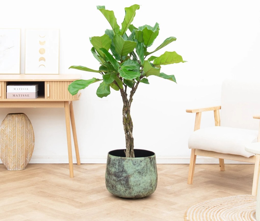 Ficus Lyrata gevlochten stam - 140 cm