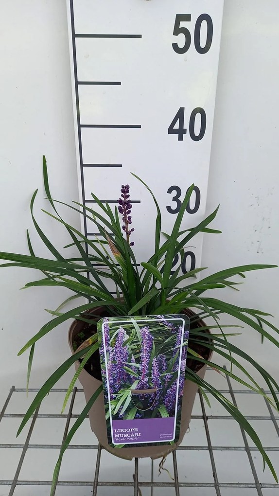 Liriope muscari 'Royal Purple' - pot 3L