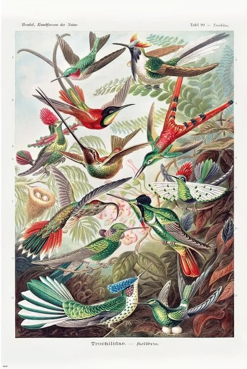 Poster Ernst Haeckel - Kolibris
