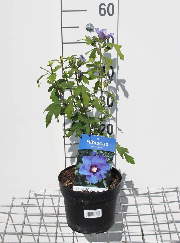 Hibiscus syriacus'Marina'- pot - 40-60 cm