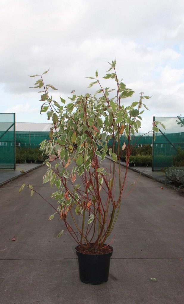 Cornus alba 'Elegantissima' - pot 10L - 80-100 cm