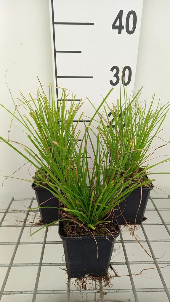 Carex 'Kyoto' - pot 9x9 cm -