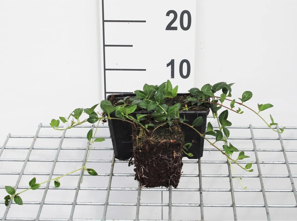 Vinca minor 'Alba' - pot 9x9 cm -