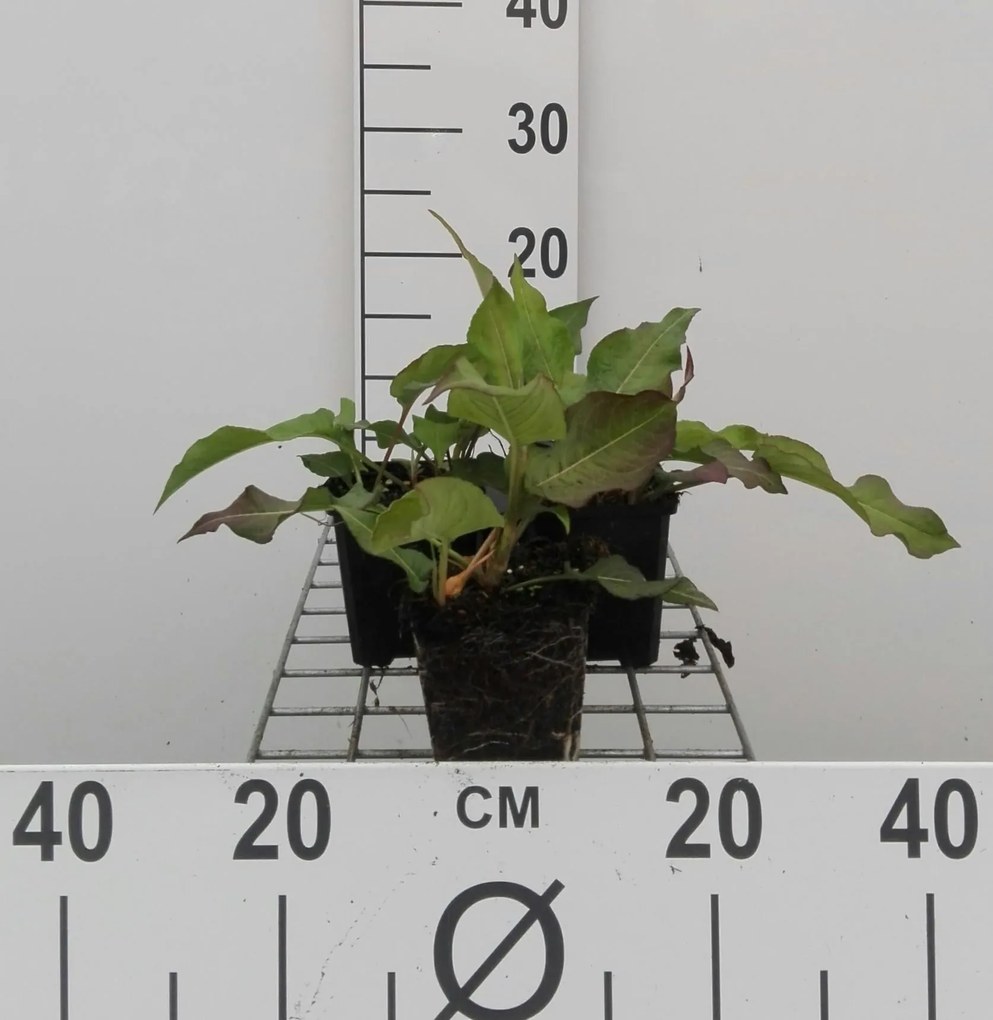 Persicaria amplexicaulis 'Alba' - pot 9x9 cm -