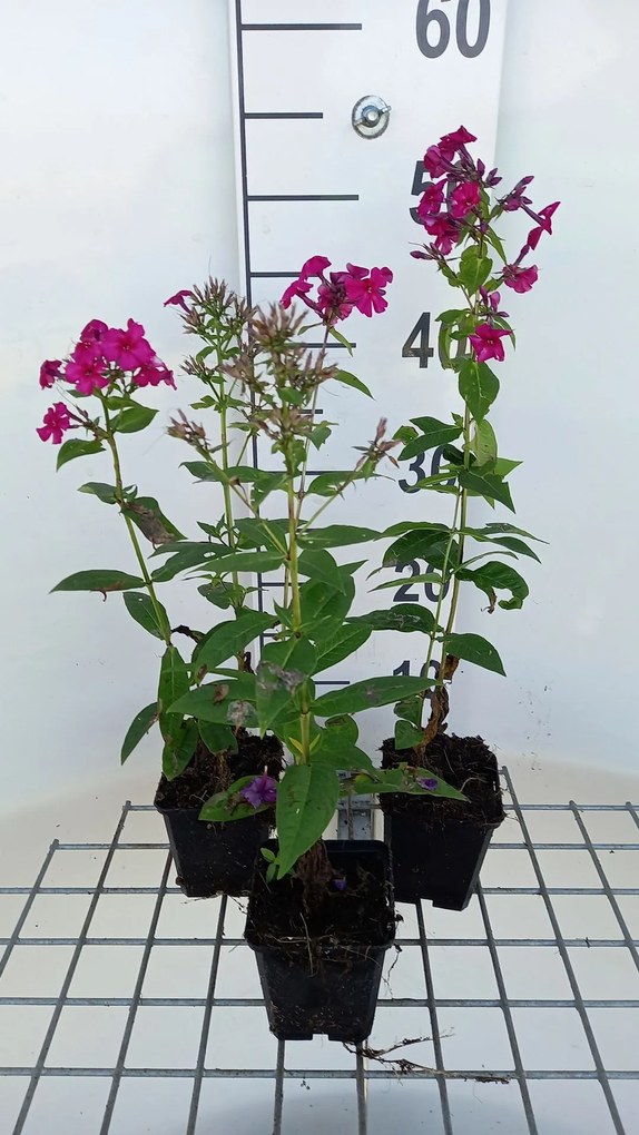 Phlox 'Kirchenfürst' - pot 9x9 cm