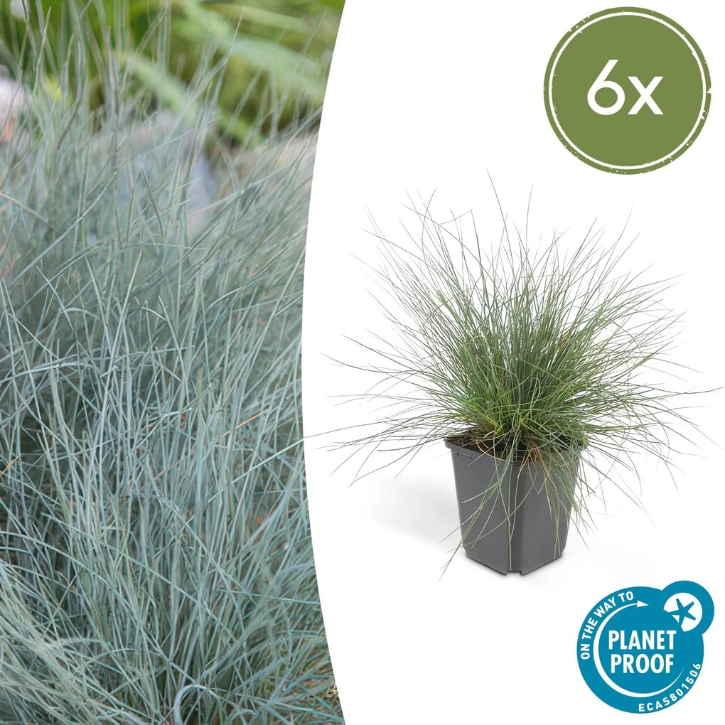 Festuca Glauca 'Elijah Blue' - 20cm