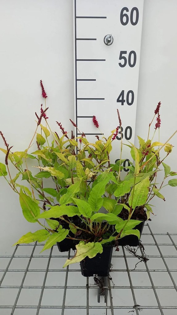 Persicaria amplexicaulis 'Golden Arrow' - pot 9x9 cm -