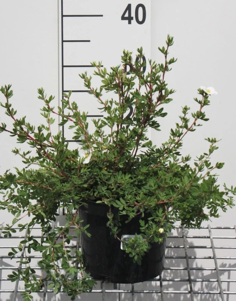 Potentilla fruticosa 'Abbotswood' - pot 3L - 25-30 cm