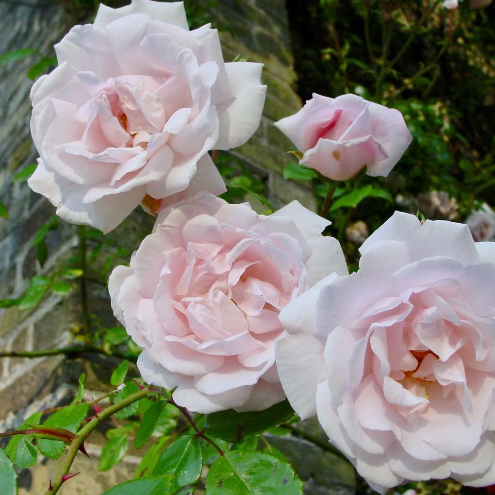 Rosa 'New Dawn' - pot - klimroos