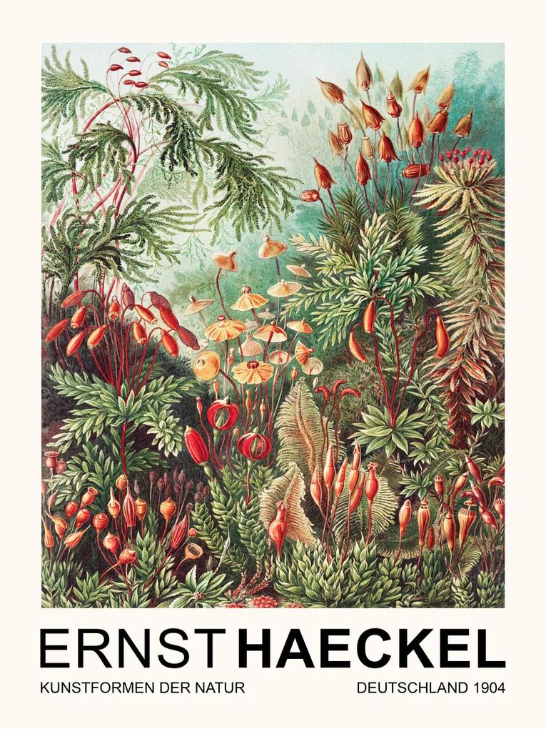 Kunstdruk Muscinae–Laubmoose / Rainforest Plants (Vintage Academia) - Ernst Haeckel, (30 x 40 cm)