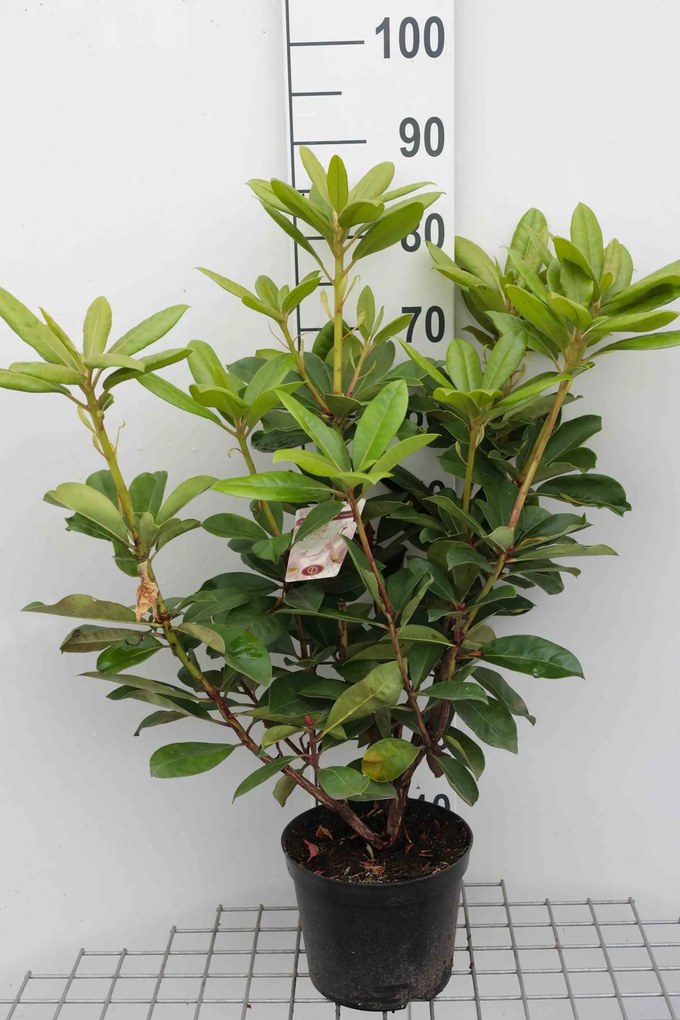 Rhododendron'Gomer Waterer'- pot - 40-50 cm