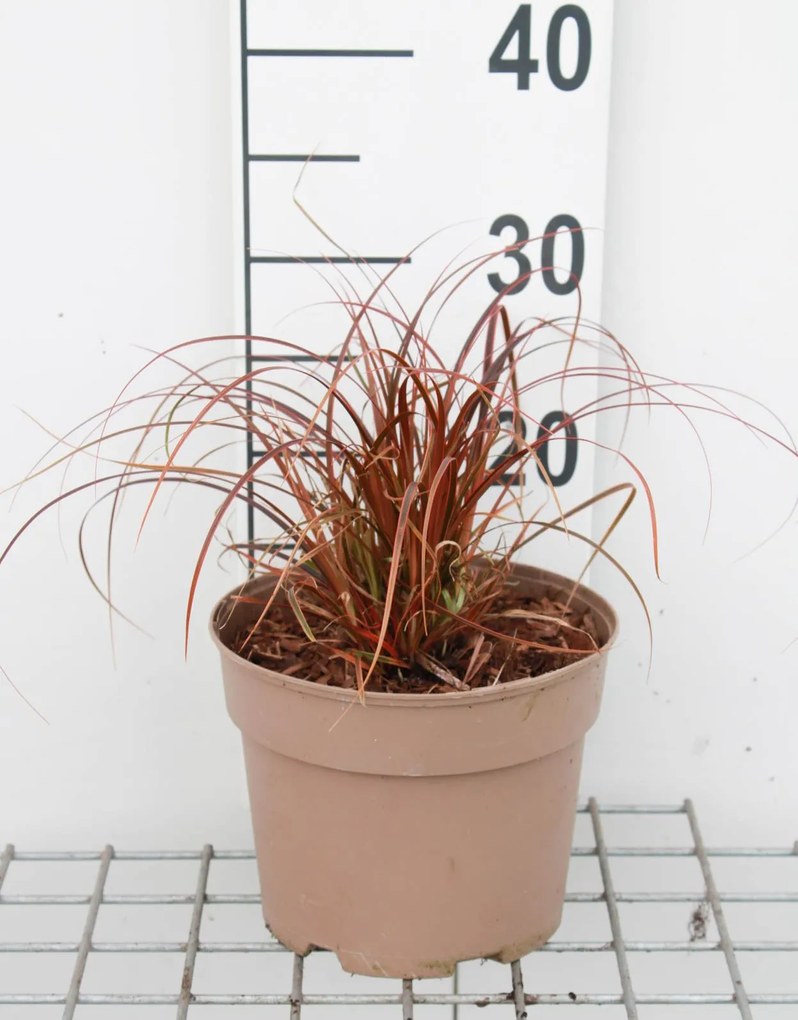 Uncinia'Belindas Find'(Everflame) - pot 3L