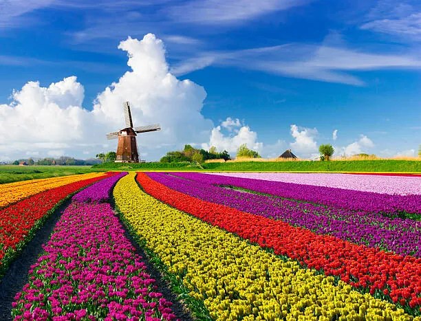 Foto Tulips and Windmills, JacobH