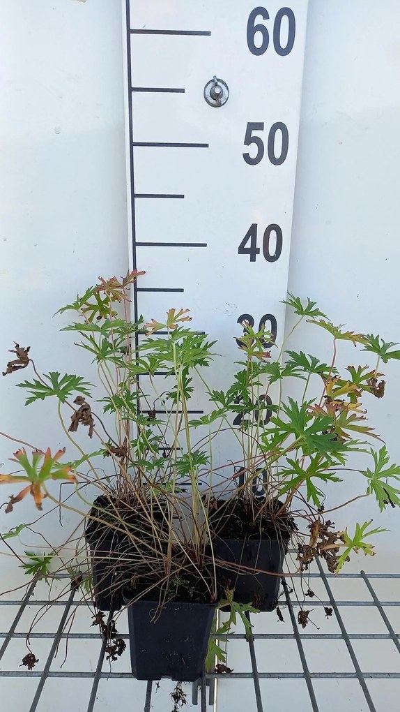 Geranium clarkei 'Kashmir White' - pot 9x9 cm